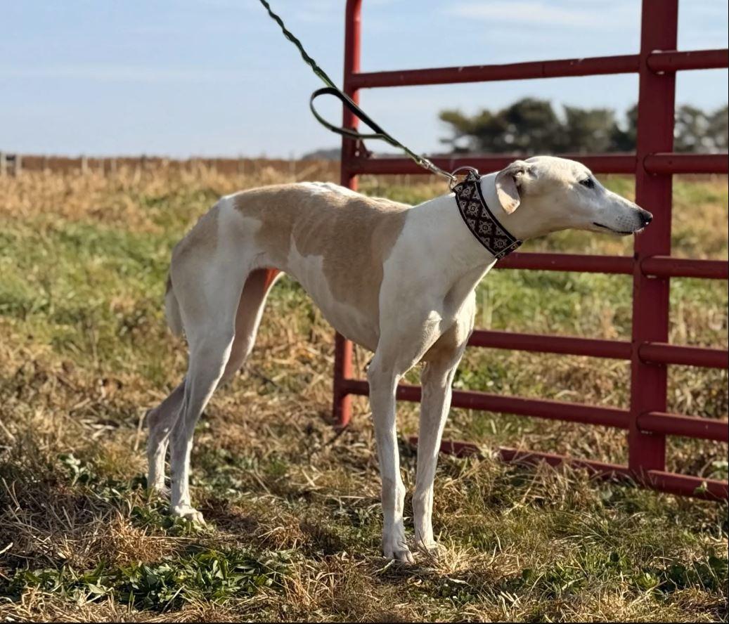 Rue, a Adopted mixed breed in Indianapolis, IN image 4/5