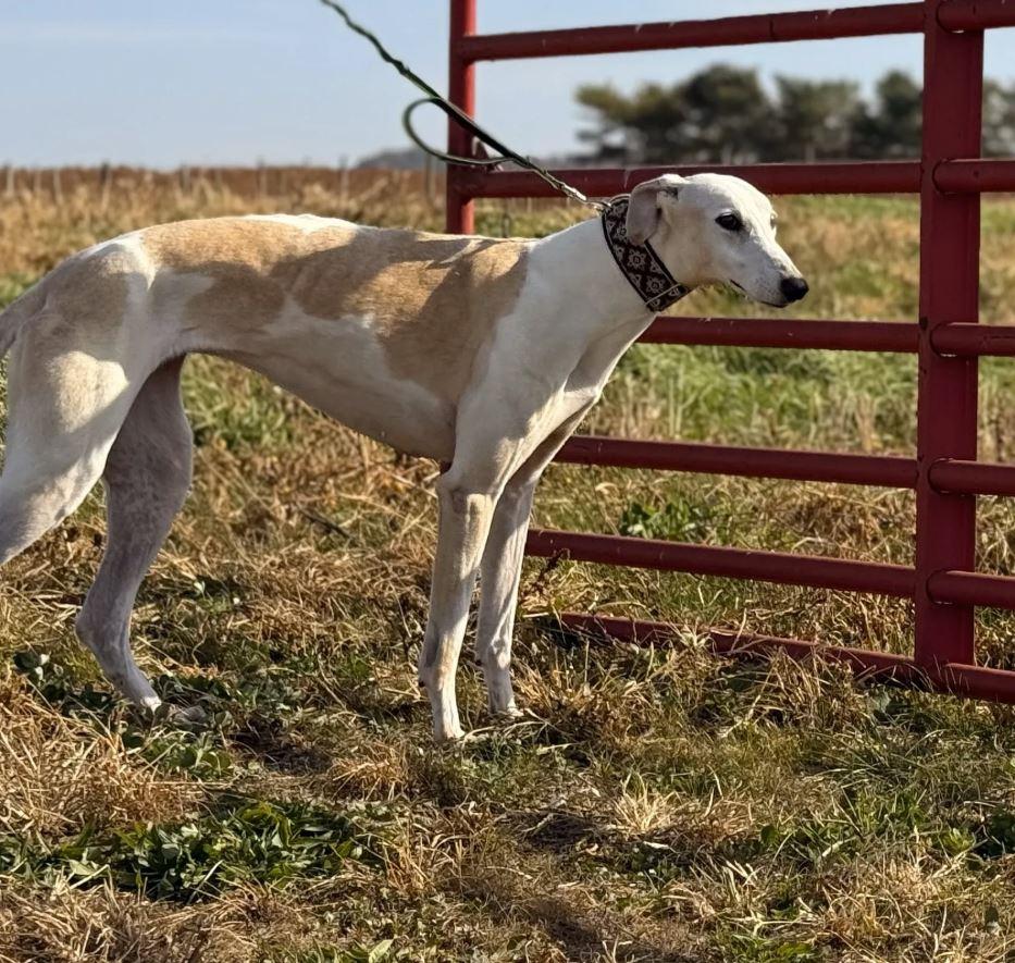 Rue, a Adopted mixed breed in Indianapolis, IN image 2/5