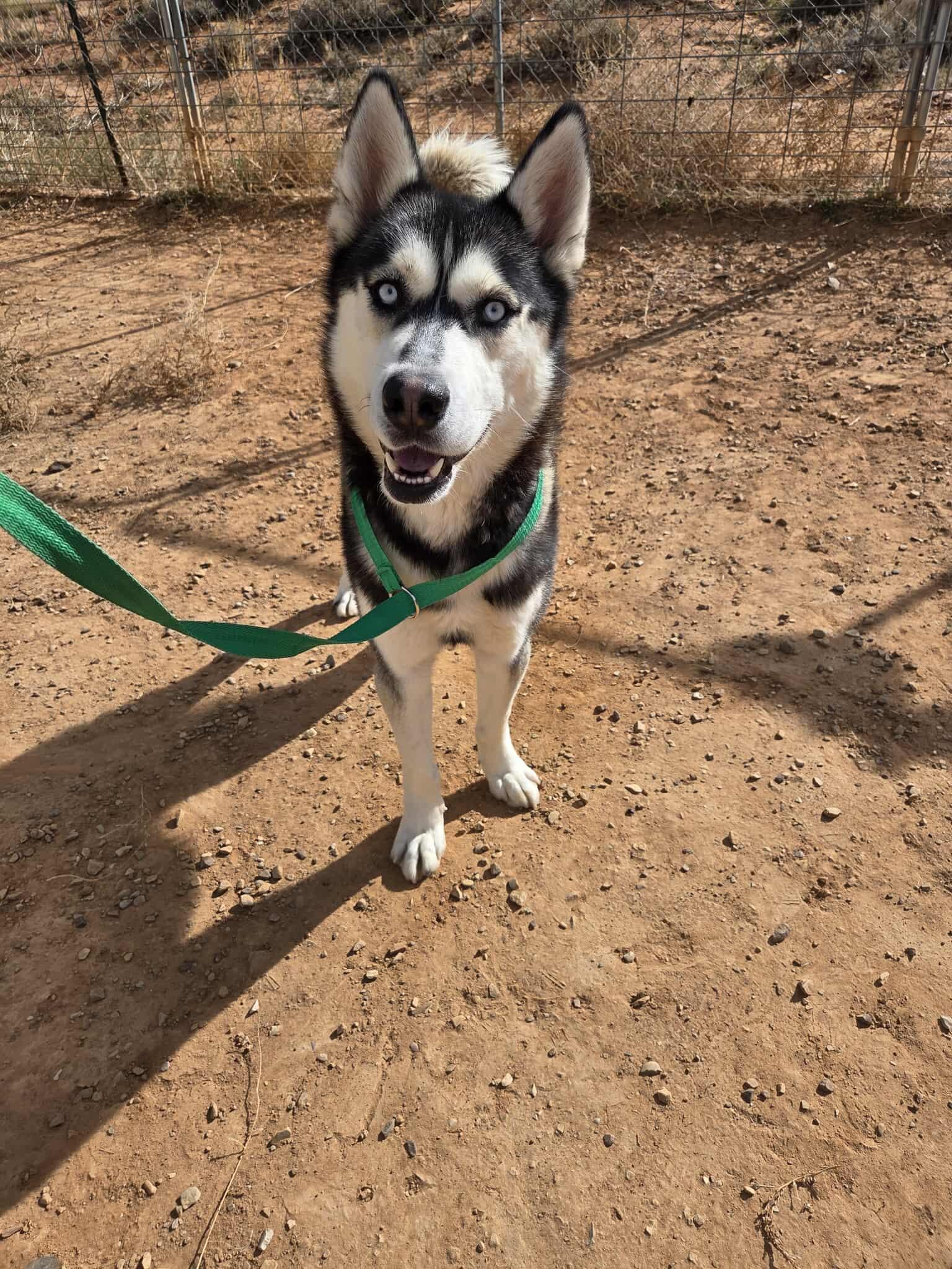 Wilder, Adoptable, Adult Male Husky.