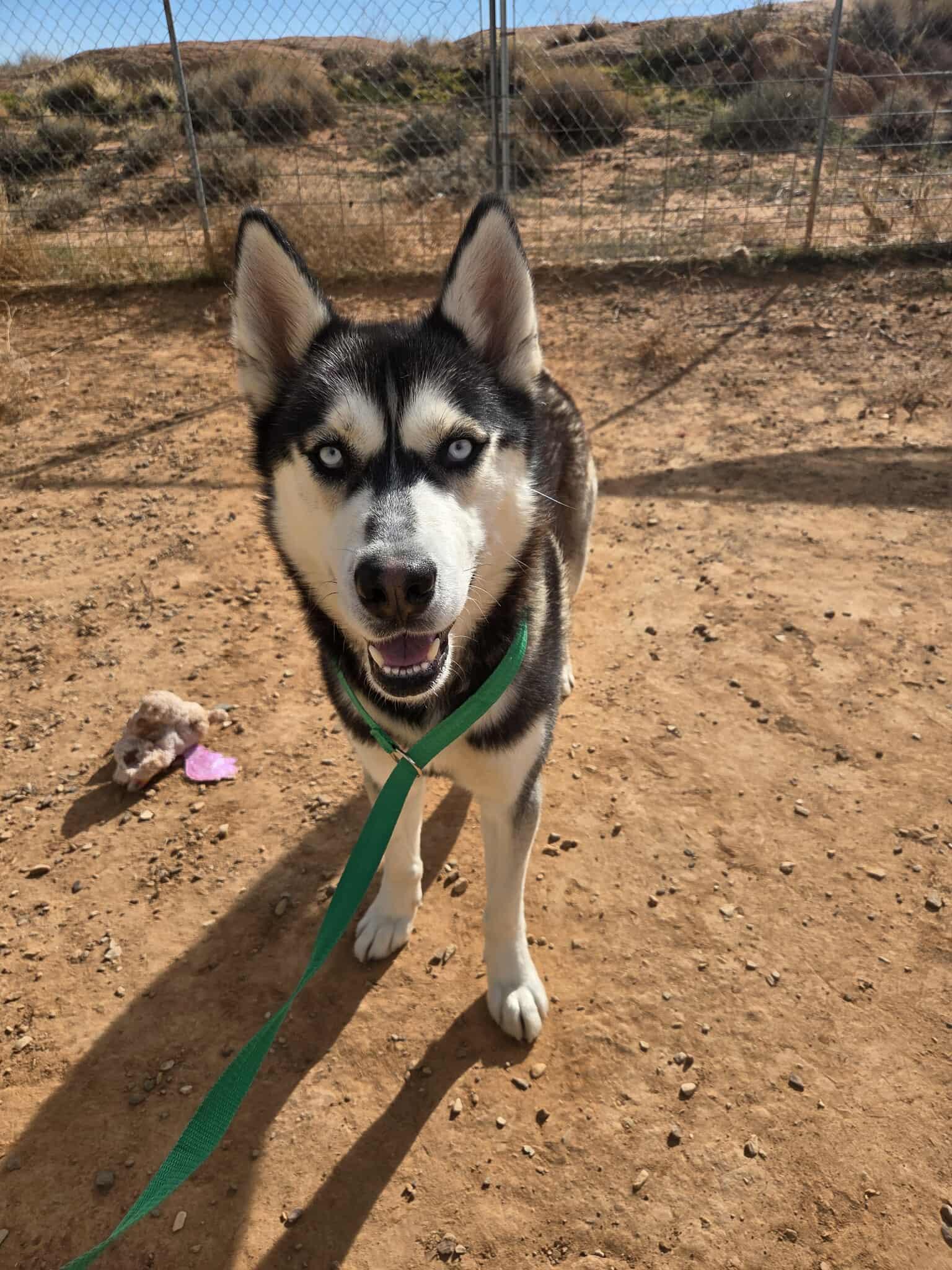 Wilder, a Adoptable Husky in Roosevelt, UT image 3/4