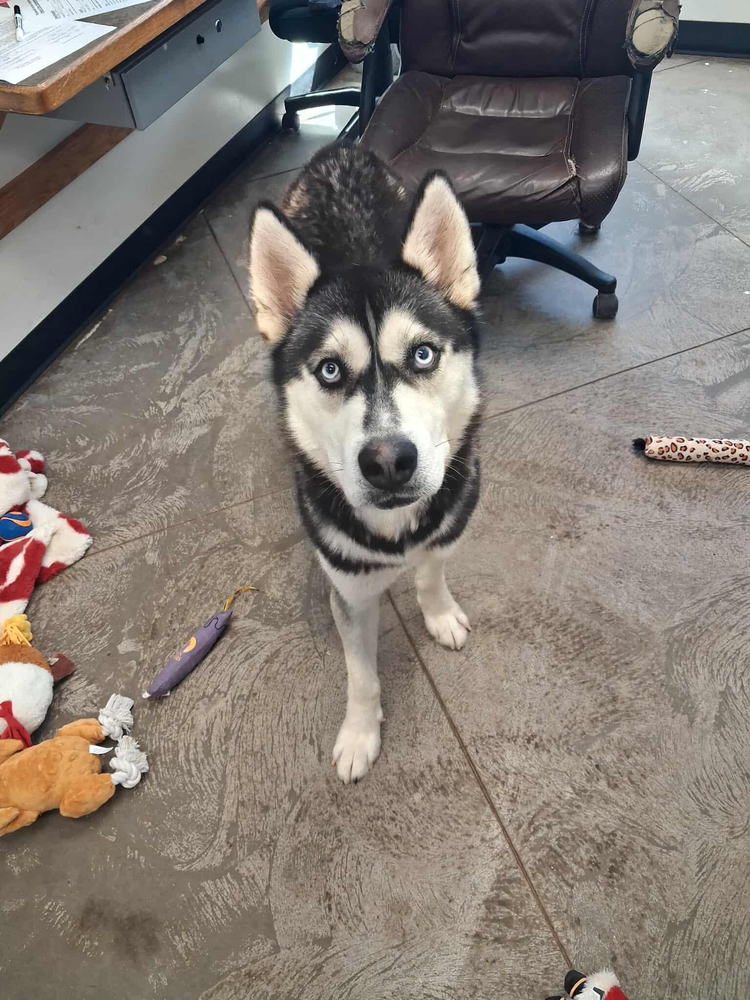 Wilder, a Adoptable Husky in Roosevelt, UT image 2/4