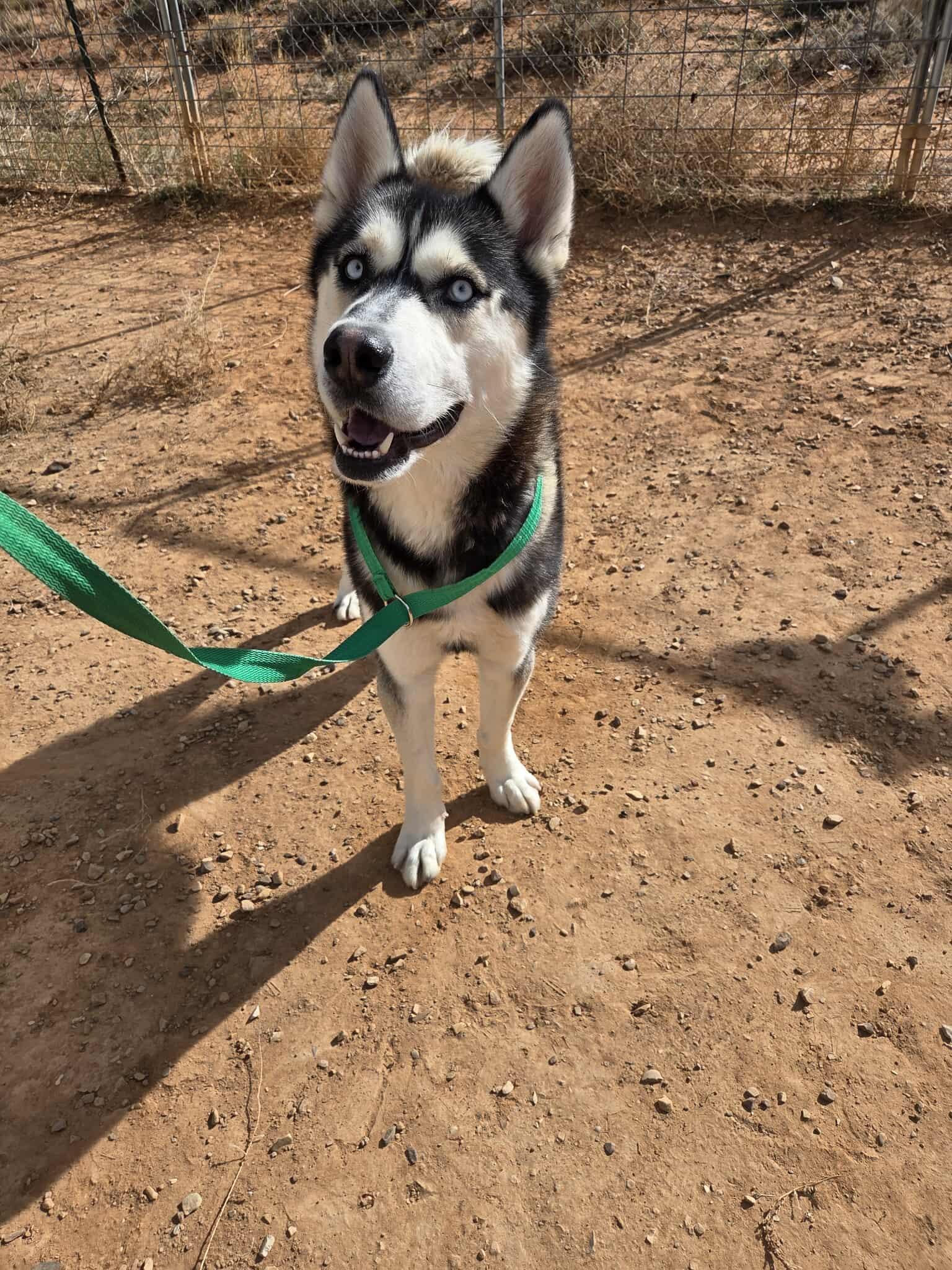 Wilder, a Adoptable Husky in Roosevelt, UT image 4/4