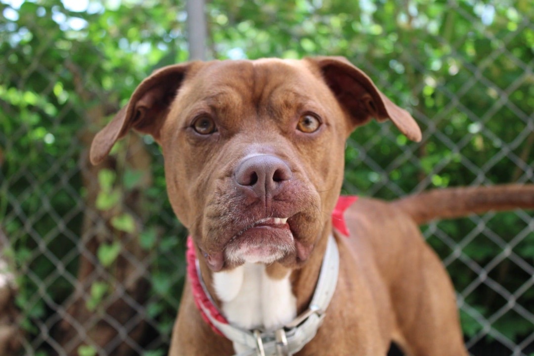 Elka, Adoptable, Adult Female Pit Bull Terrier.