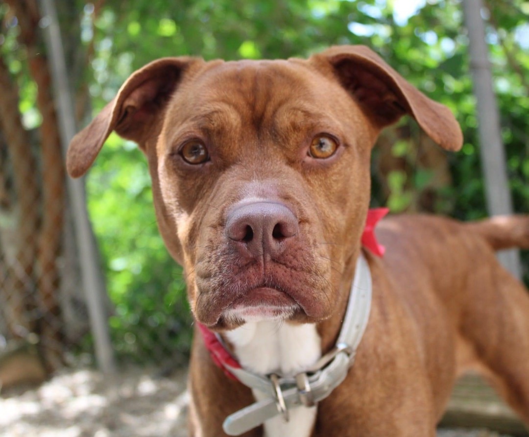 Enlarge Elka, a Adoptable mixed breed in Indianapolis, IN image 2/6