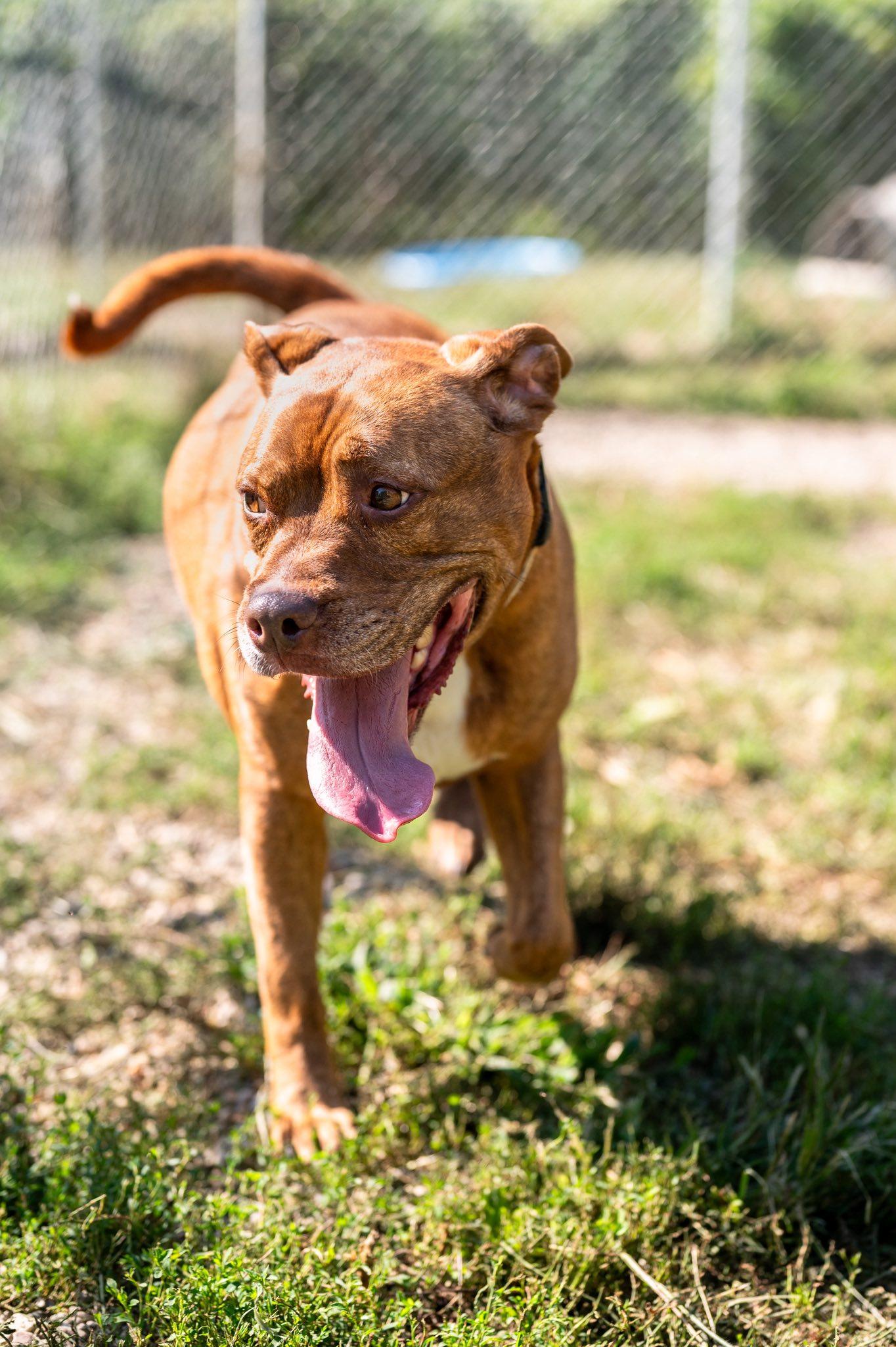 Elka, an adoptable Pit Bull Terrier in Indianapolis, IN, 46214 | Photo Image 4