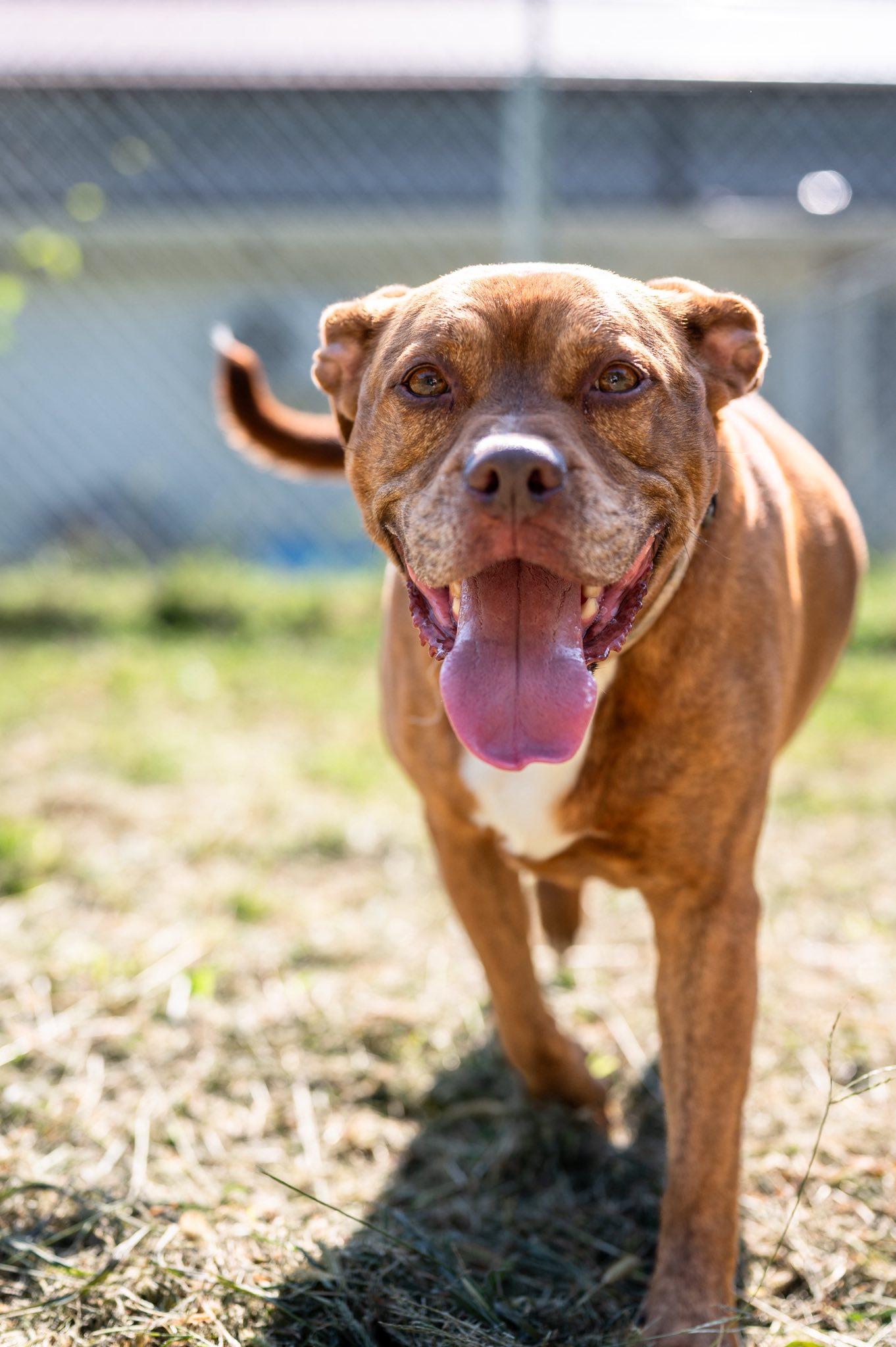 Elka, an adoptable Pit Bull Terrier in Indianapolis, IN, 46214 | Photo Image 1