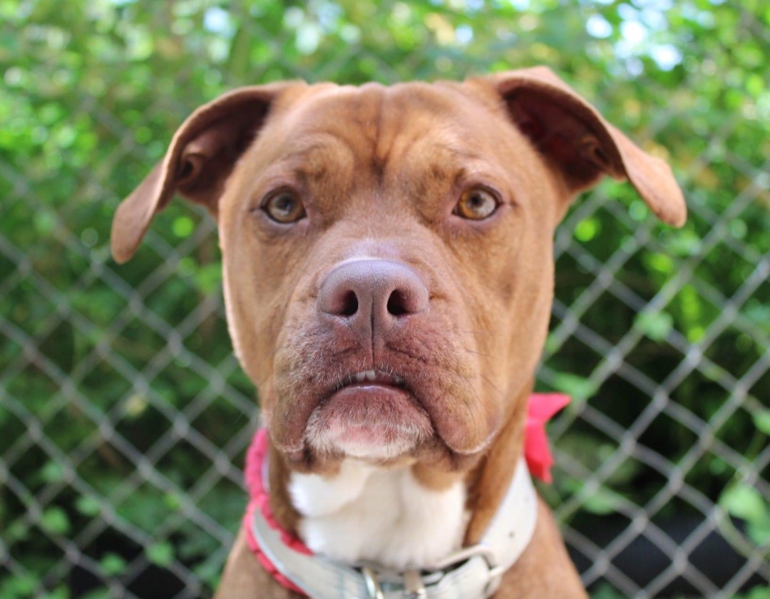 Elka, an adoptable Pit Bull Terrier in Indianapolis, IN, 46214 | Photo Image 6