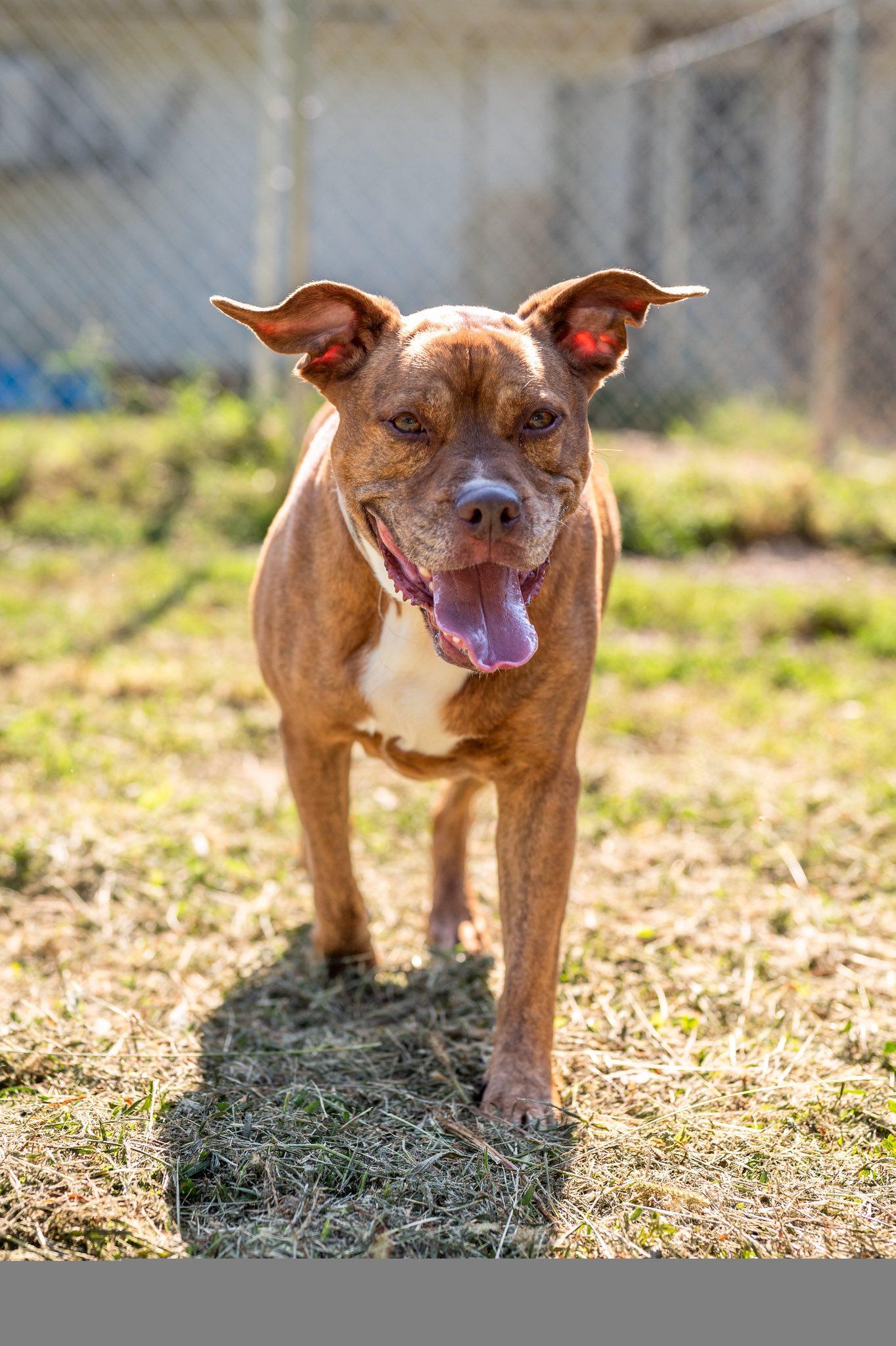 Elka, an adoptable Pit Bull Terrier in Indianapolis, IN, 46214 | Photo Image 5