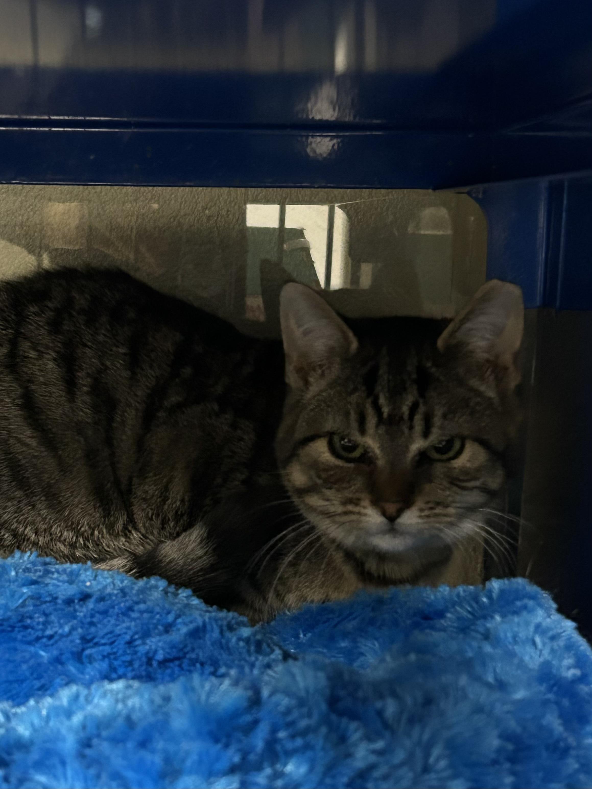 Enlarge Sprocket, a Adoptable Domestic Short Hair in Caledon, ON image 3/5