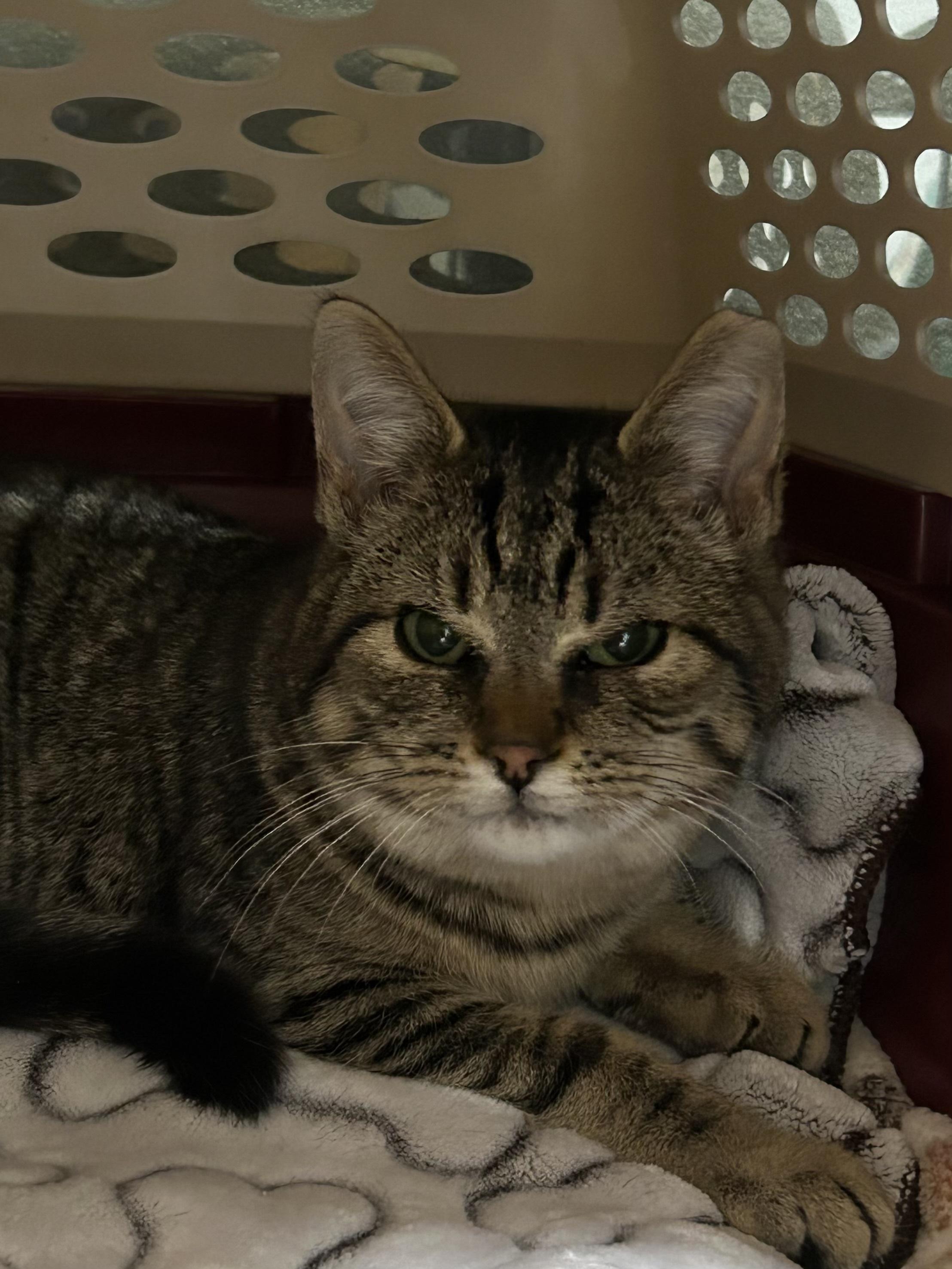 Enlarge Sprocket, a Adoptable Domestic Short Hair in Caledon, ON image 2/5