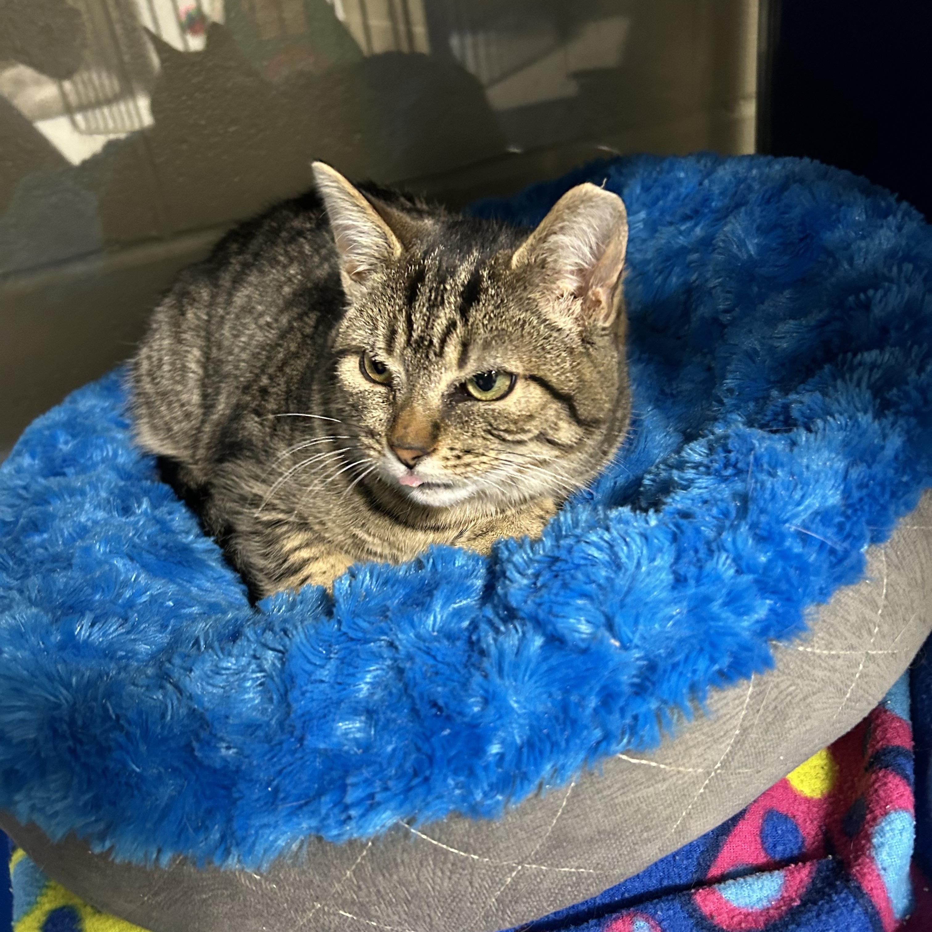 Enlarge Sprocket, a Adoptable Domestic Short Hair in Caledon, ON image 4/5