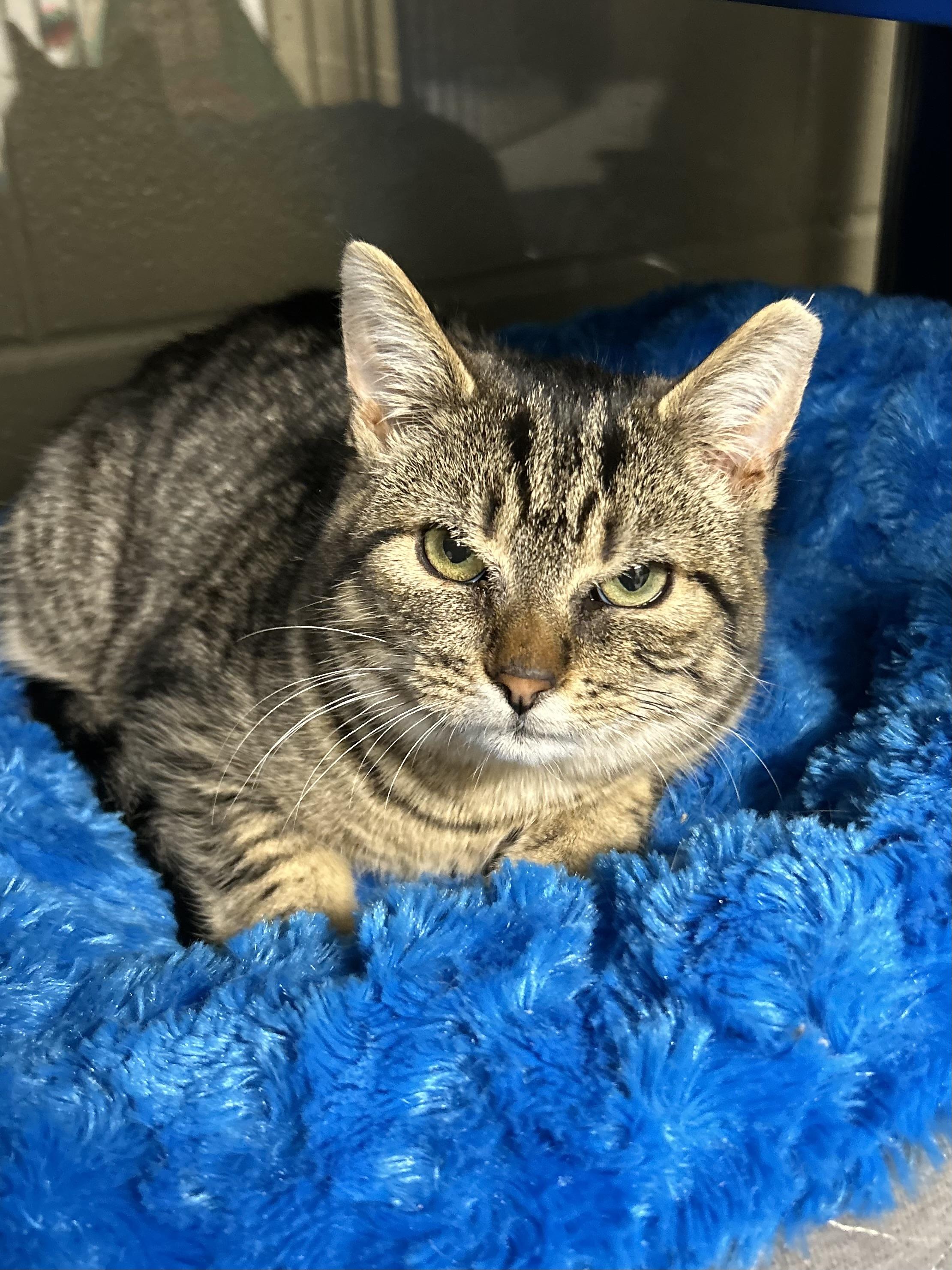 Sprocket, Adoptable, Kitten Male Domestic Short Hair.