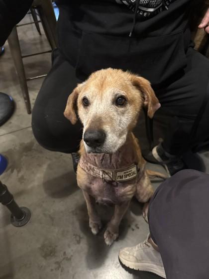 Toro — thumbnail 2