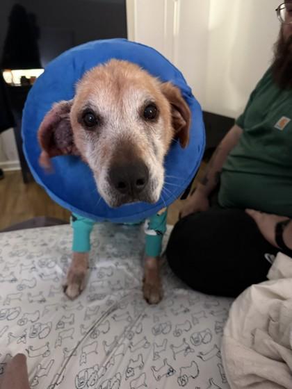 Toro — thumbnail 3