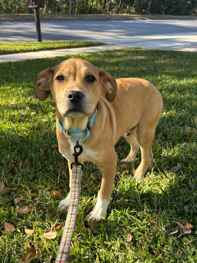 Dwayne, Adoptable, Puppy Male Anatolian Shepherd & Mixed Breed.