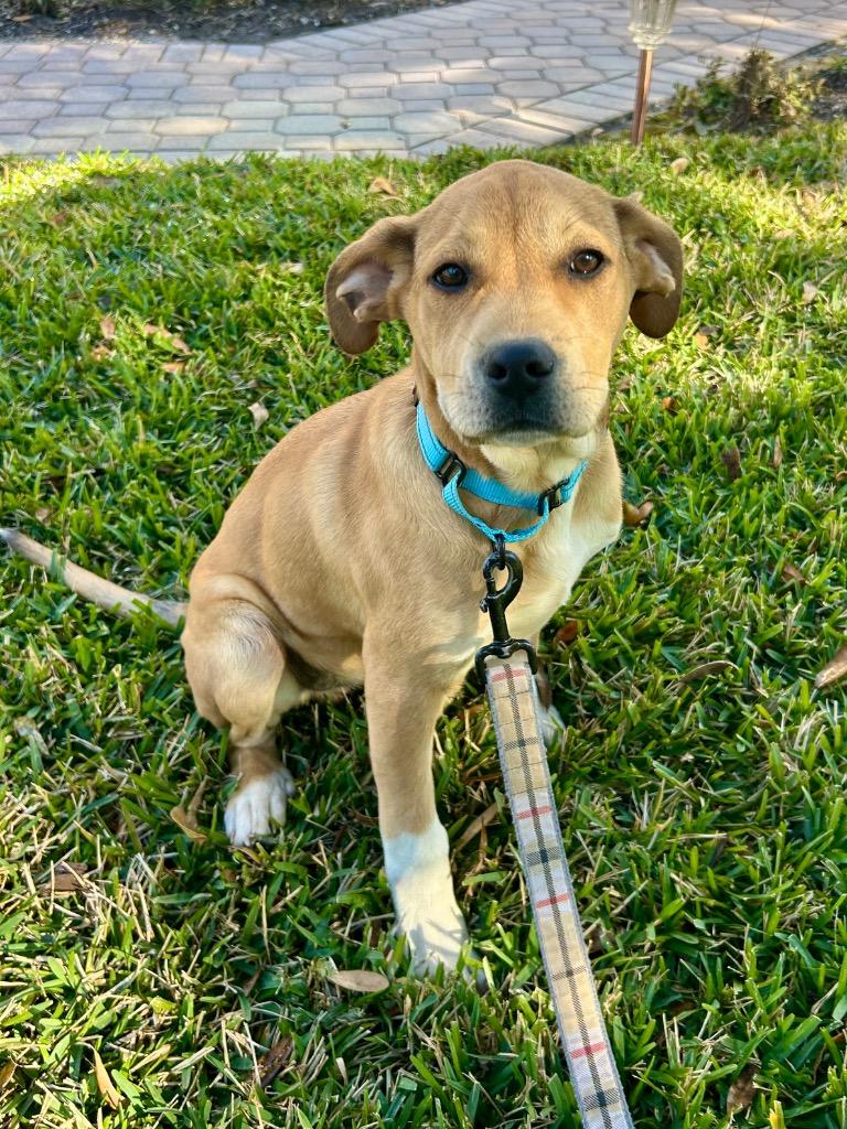 Enlarge Dwayne, a Adoptable mixed breed in Orlando, FL image 2/3