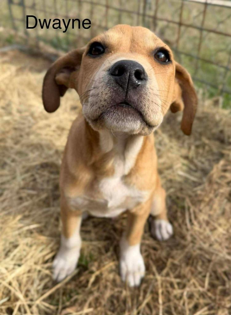 Enlarge Dwayne, a Adoptable mixed breed in Orlando, FL image 3/3