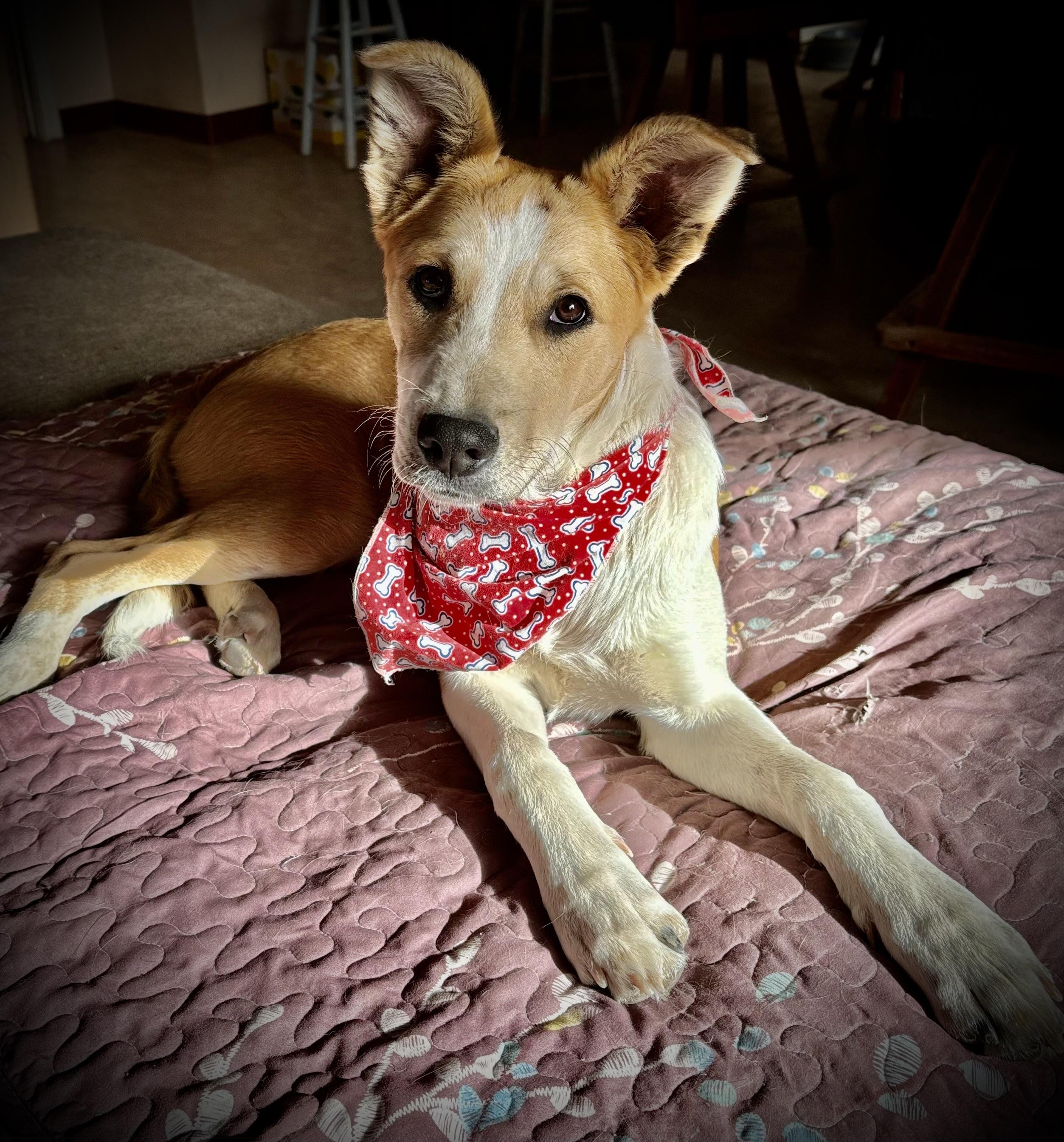 Enlarge Cyrus, a Adoptable mixed breed in Flagstaff, AZ image 3/6