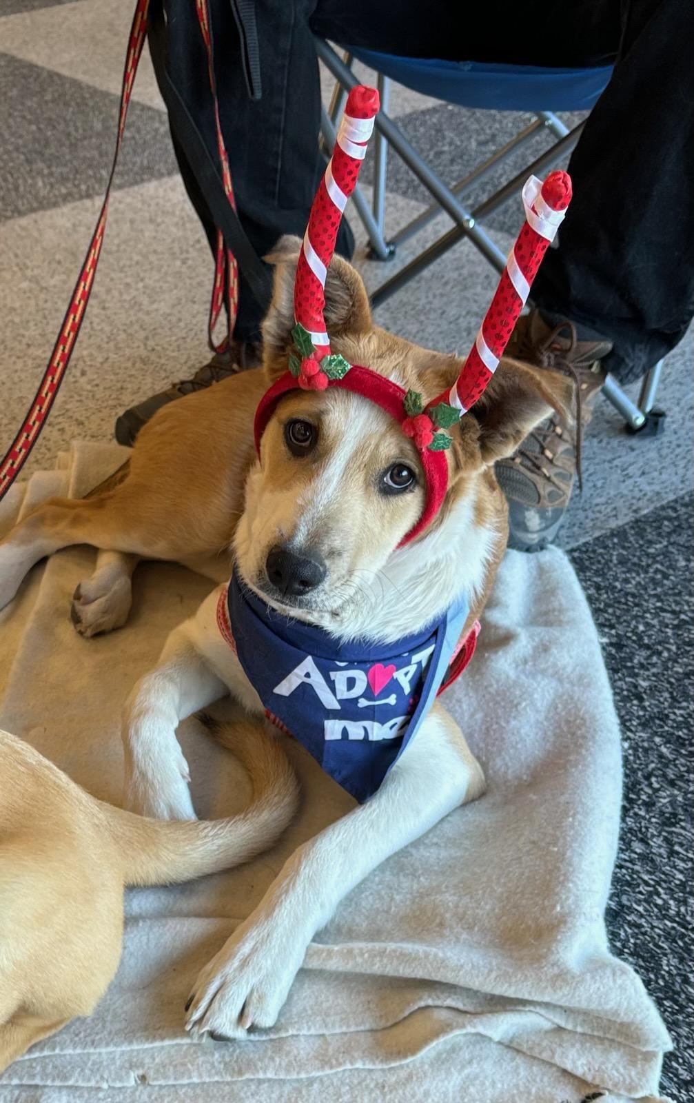 Enlarge Cyrus, a Adoptable mixed breed in Flagstaff, AZ image 5/6