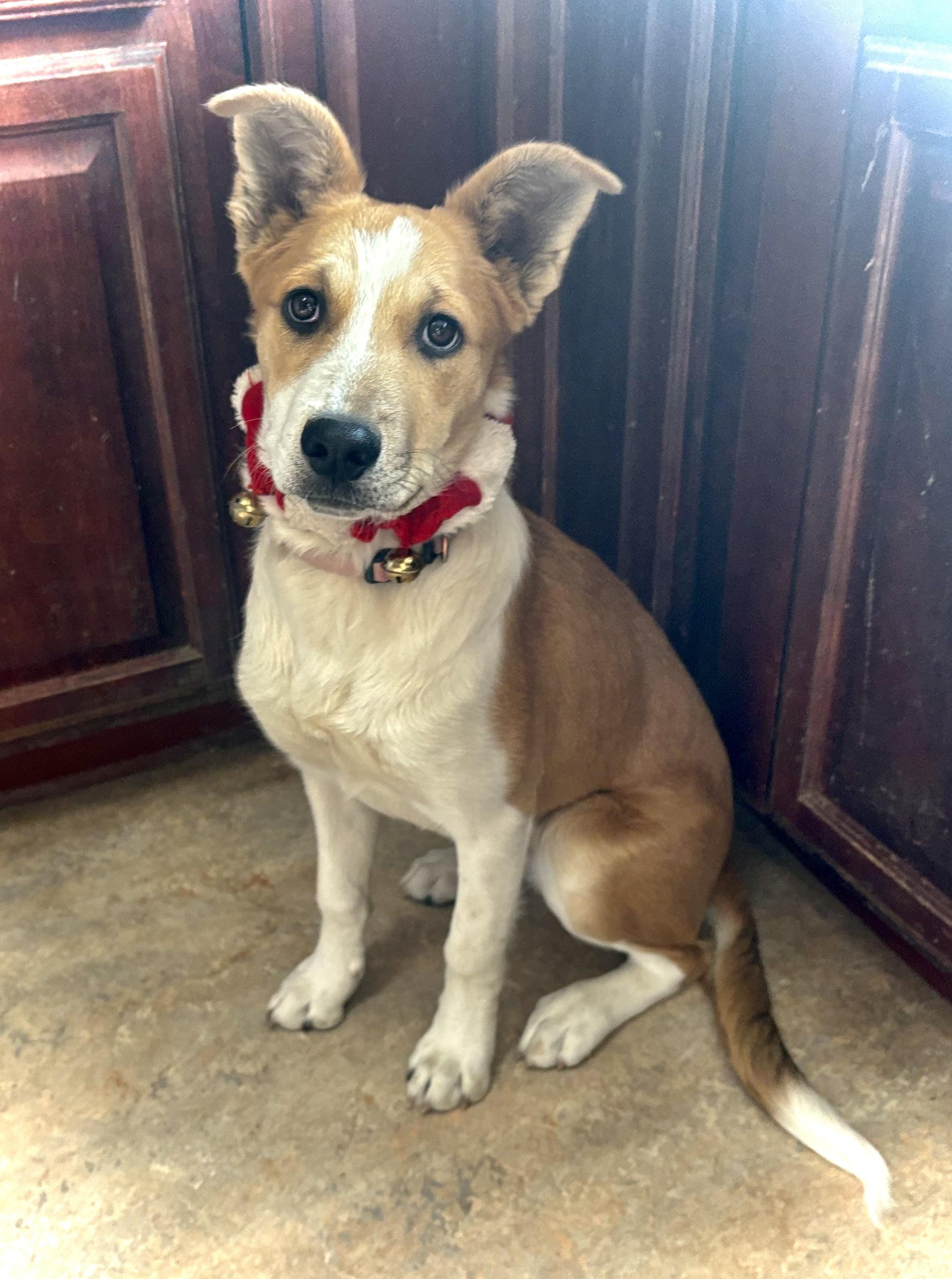 Enlarge Cyrus, a Adoptable mixed breed in Flagstaff, AZ image 4/6