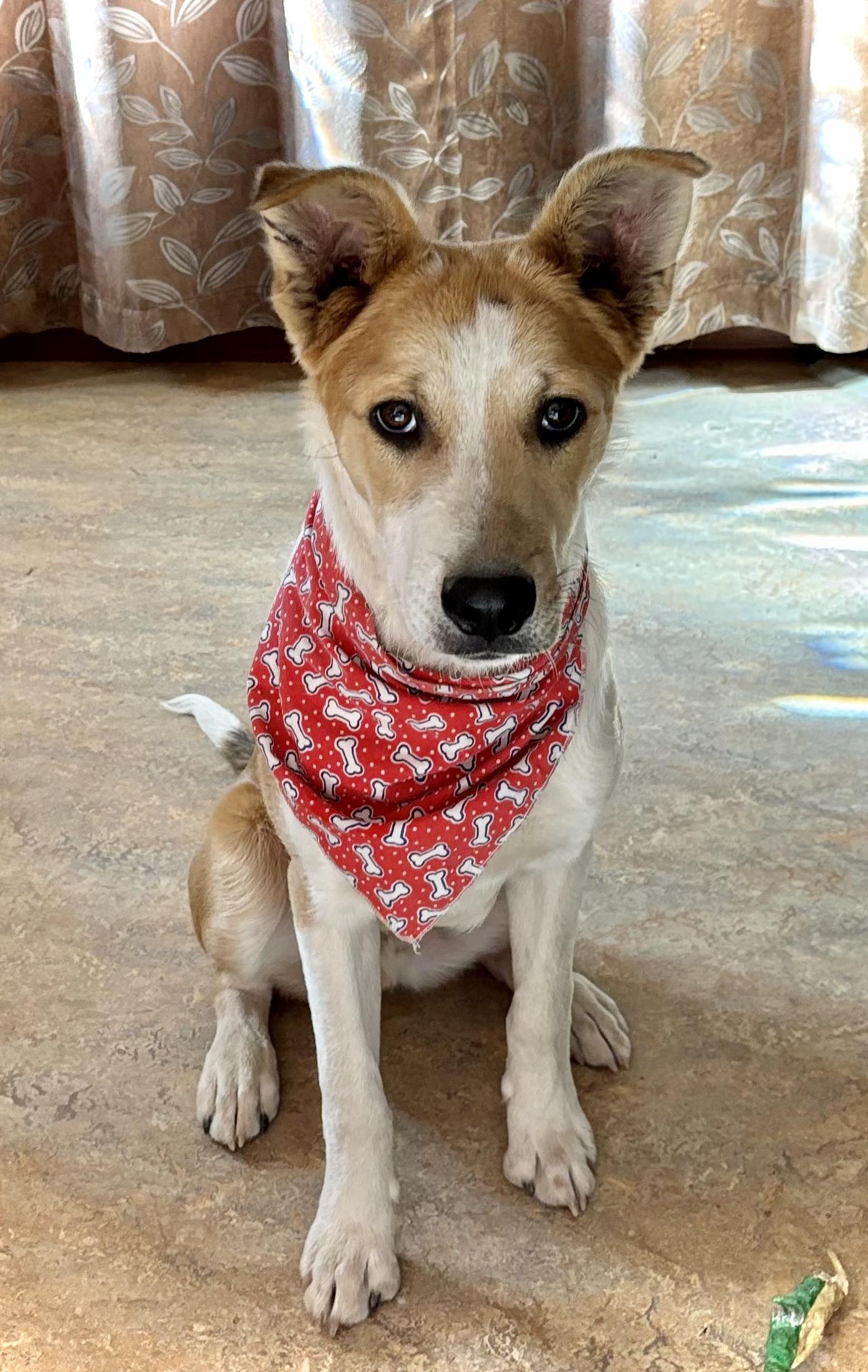 Enlarge Cyrus, a Adoptable mixed breed in Flagstaff, AZ image 2/6
