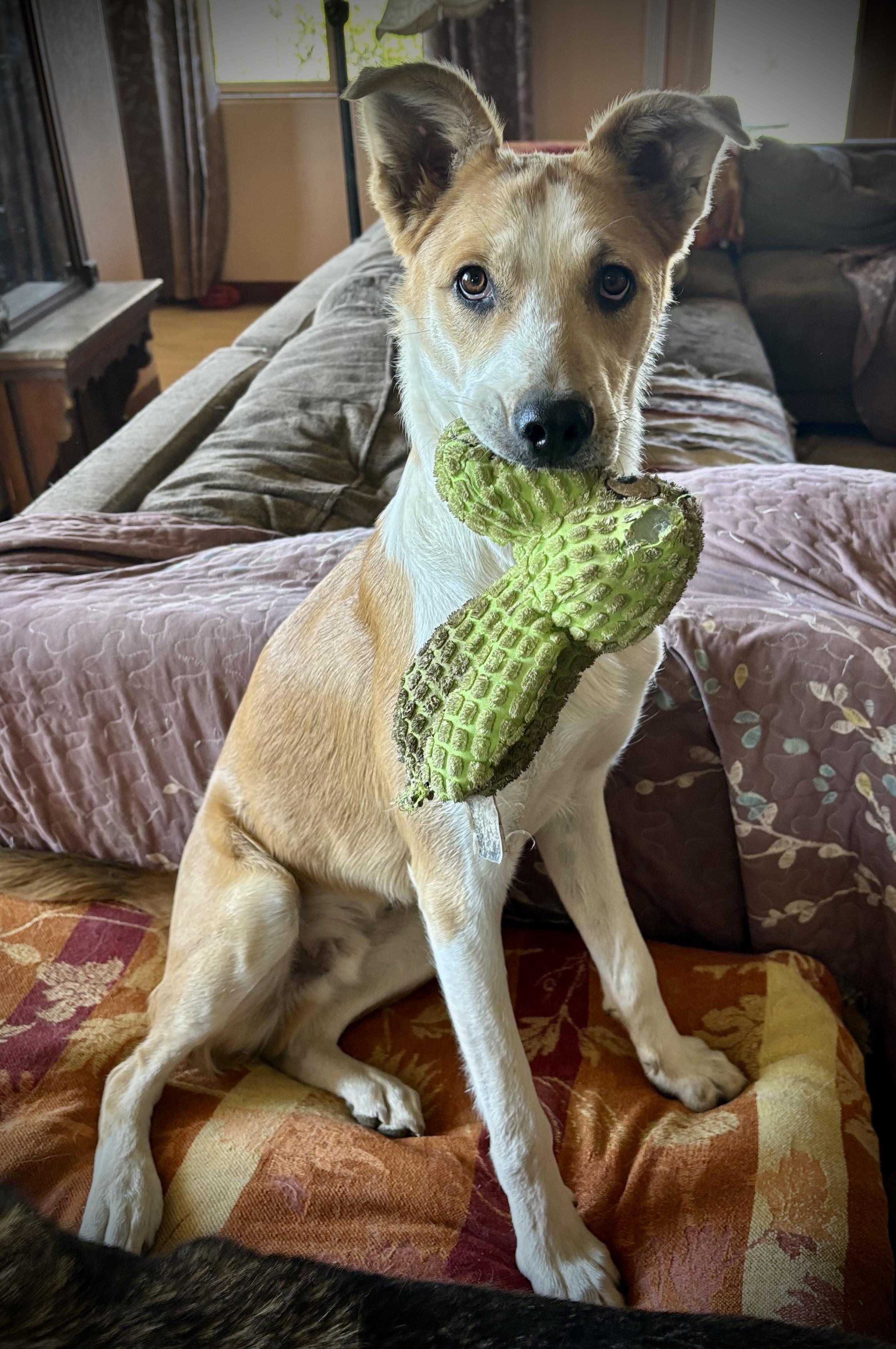 Cyrus, Adoptable, Young Male Australian Cattle Dog / Blue Heeler & Australian Shepherd.