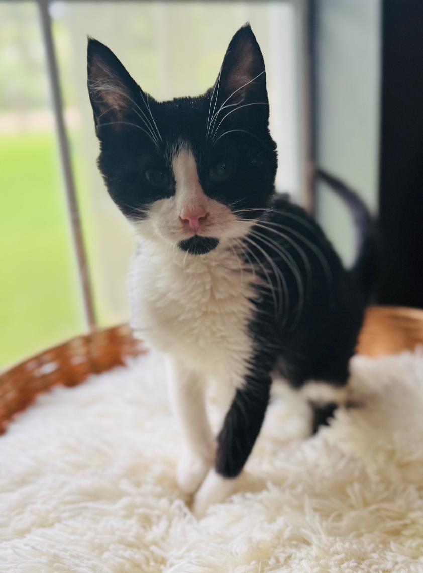 Scuttles, Adopted, Young Female Domestic Short Hair.