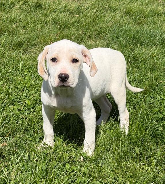 Emma, ADOPTABLE, Puppy Female Labrador Retriever.