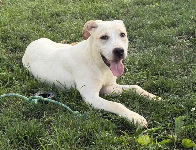 Enlarge Emma, a Adoptable mixed breed in Lafayette Hill, PA image 3/3