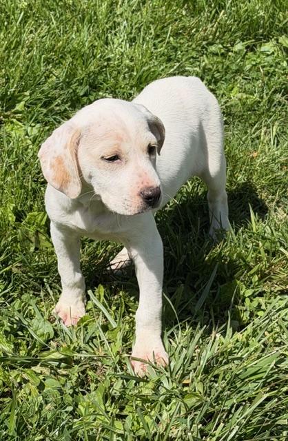Emma, a ADOPTABLE mixed breed in Lafayette Hill, PA image 2/2