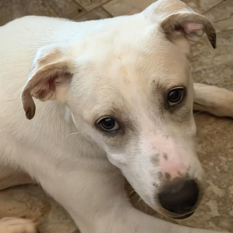 Emma, Adoptable, Puppy Female Labrador Retriever.