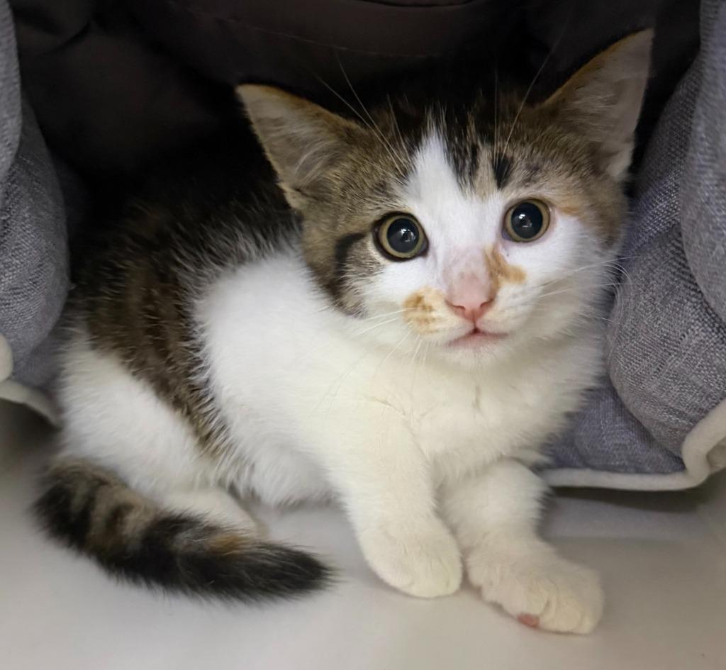 Lilly, Adoptable, Kitten Female Domestic Short Hair.