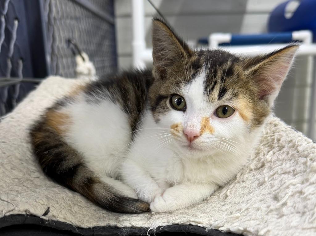Enlarge Lilly, a Adoptable mixed breed in Lagrange, IN image 2/4