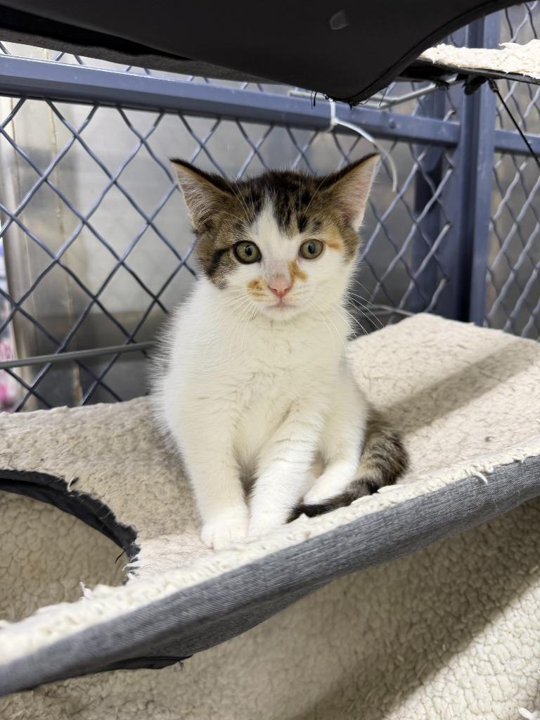 Enlarge Lilly, a Adoptable mixed breed in Lagrange, IN image 3/4
