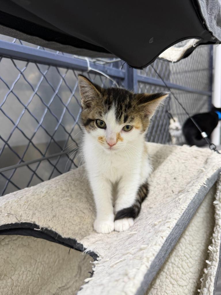 Enlarge Lilly, a Adoptable mixed breed in Lagrange, IN image 4/4