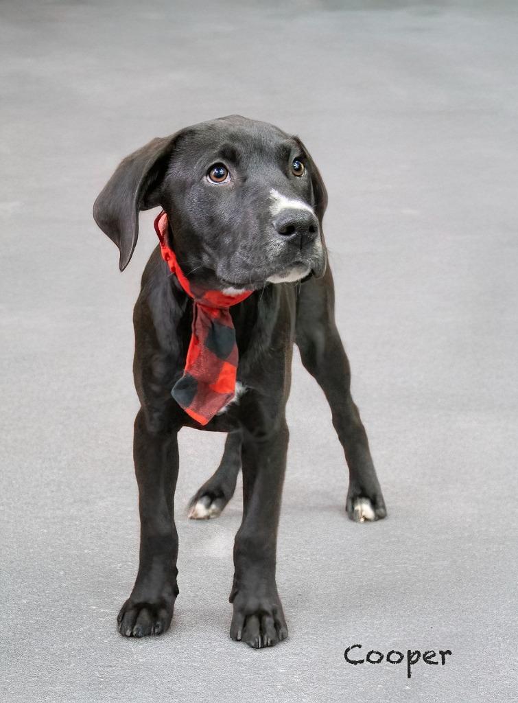 Enlarge Cooper, a Adoptable mixed breed in Hot Springs Village, AR image 1/1