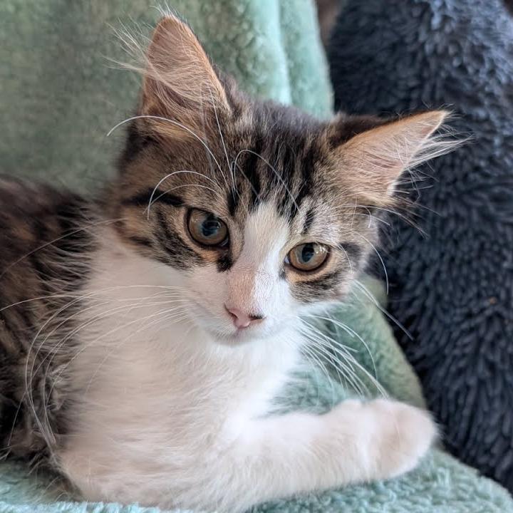Bumble, Adoptable, Kitten Female Domestic Short Hair.