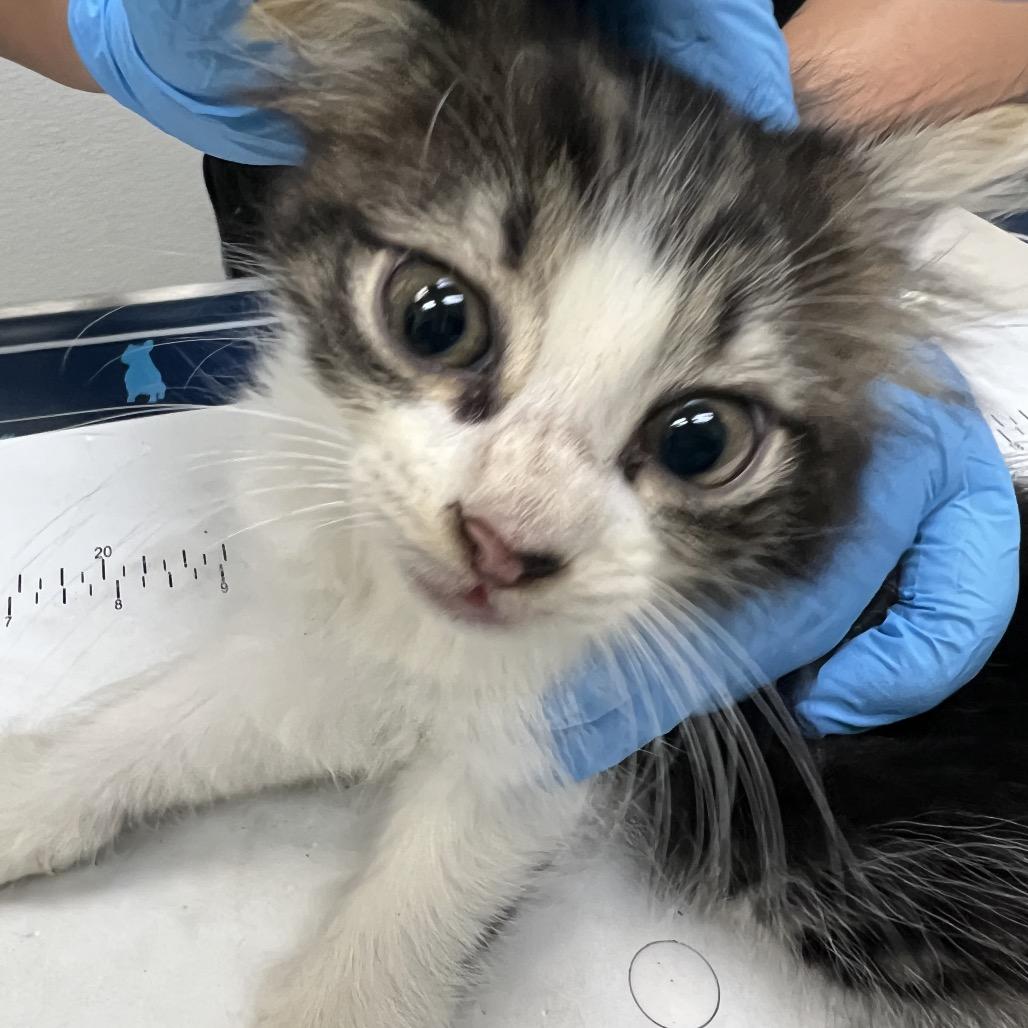 Enlarge Bumble, a Adoptable Domestic Short Hair in Galveston, TX image 2/2
