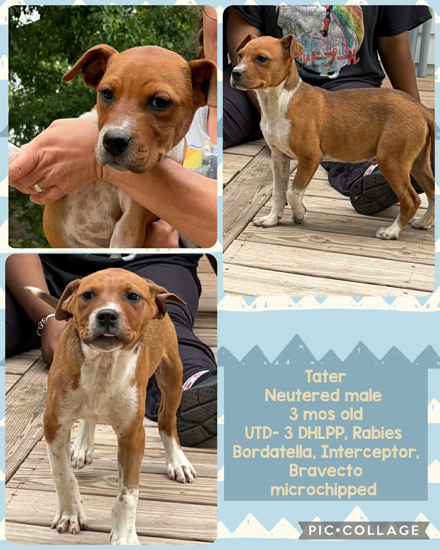 Tater male Puppy, ADOPTABLE, Young Male Mixed Breed.
