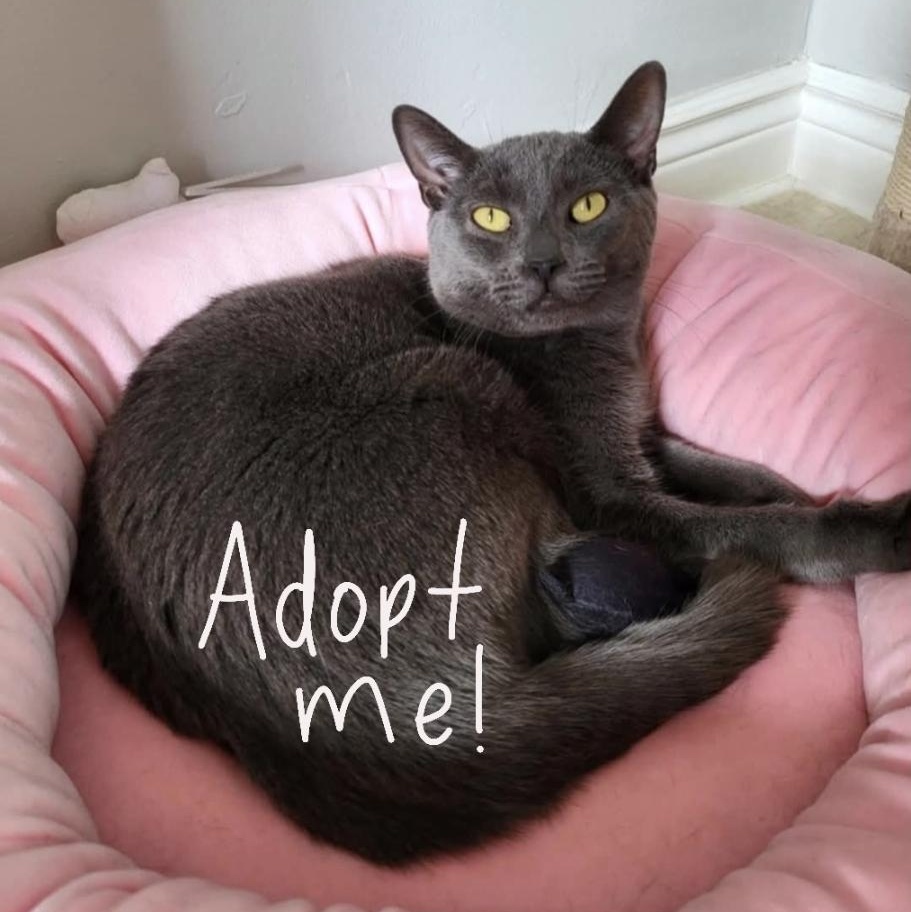 Zara, ADOPTABLE, Adult Female Domestic Short Hair.