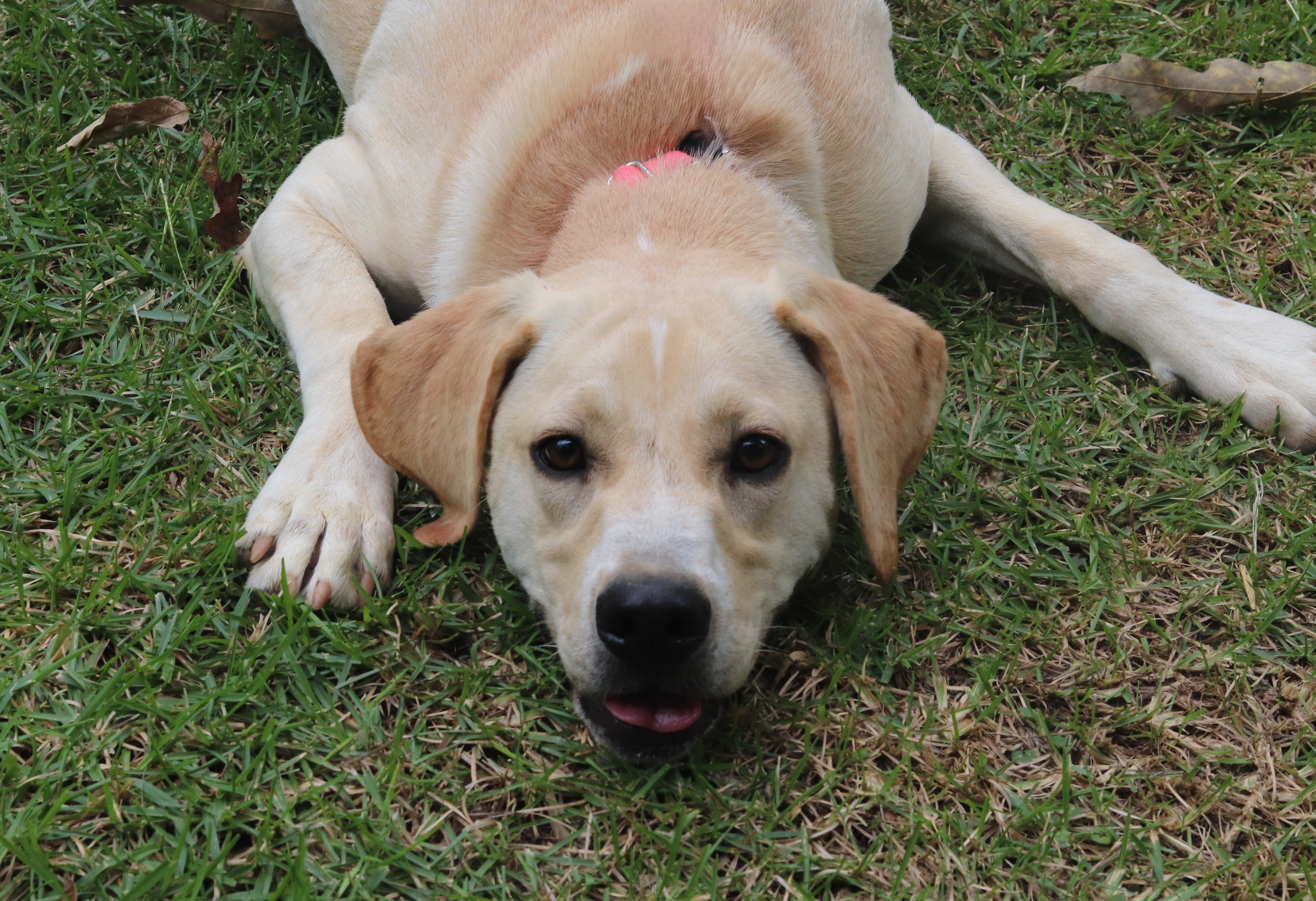 Nilla photo 3