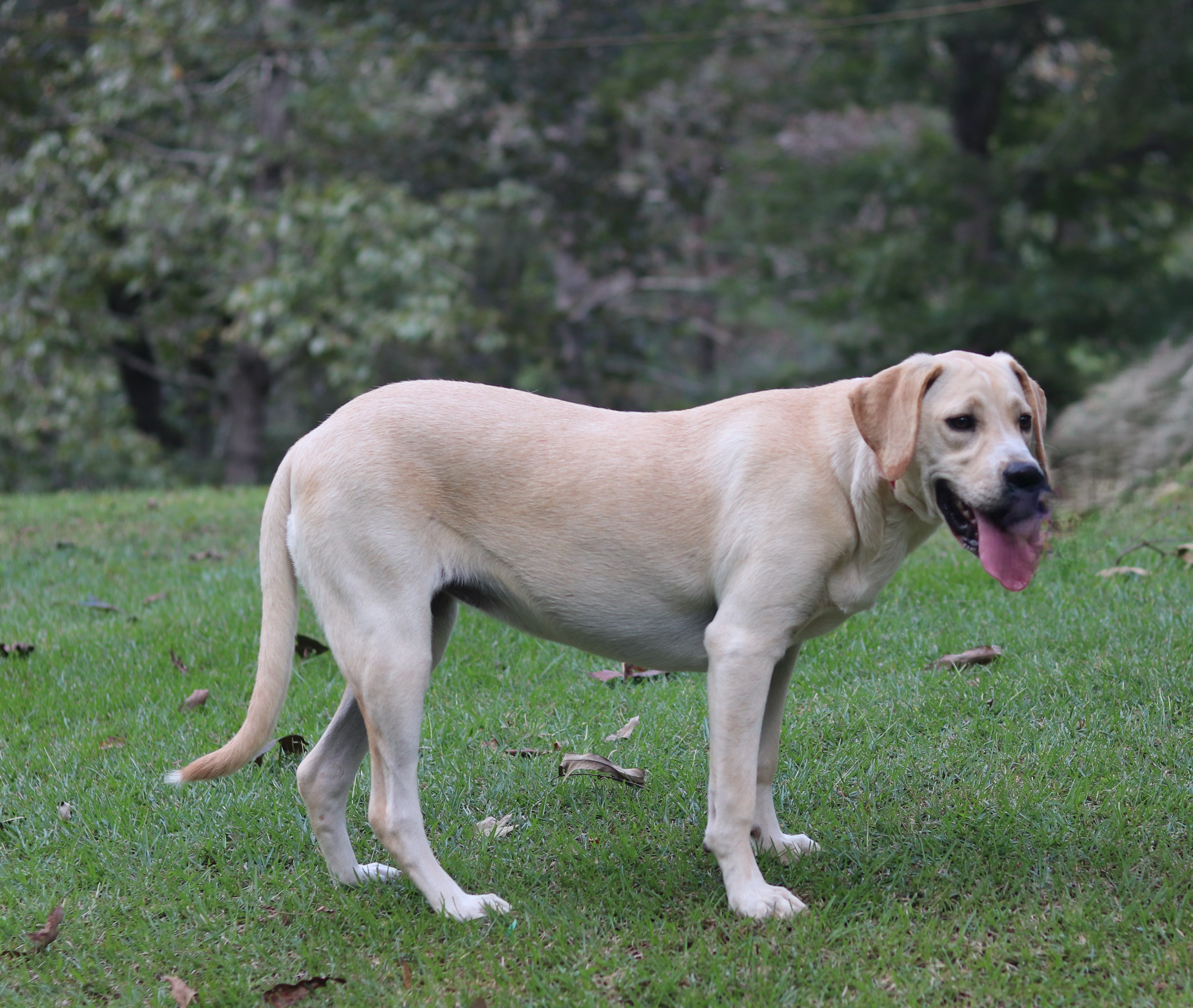 Enlarge Nilla, a Adopted mixed breed in Hayden, AL image 5/5