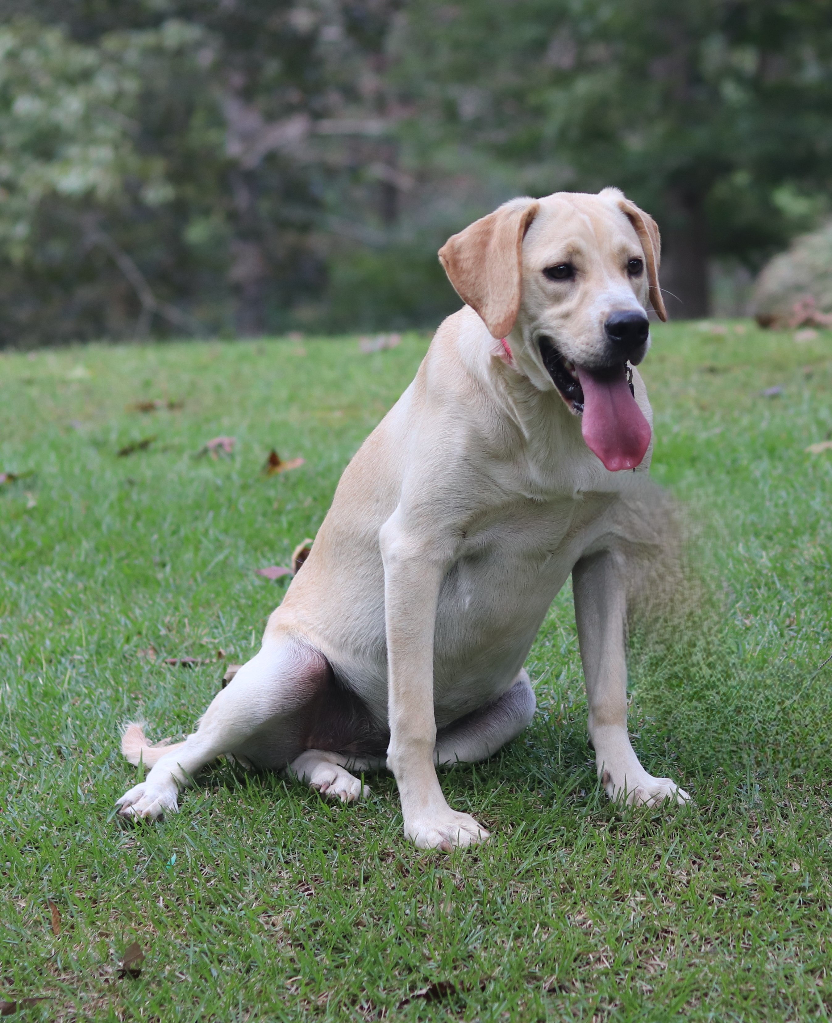 Enlarge Nilla, a Adopted mixed breed in Hayden, AL image 2/5