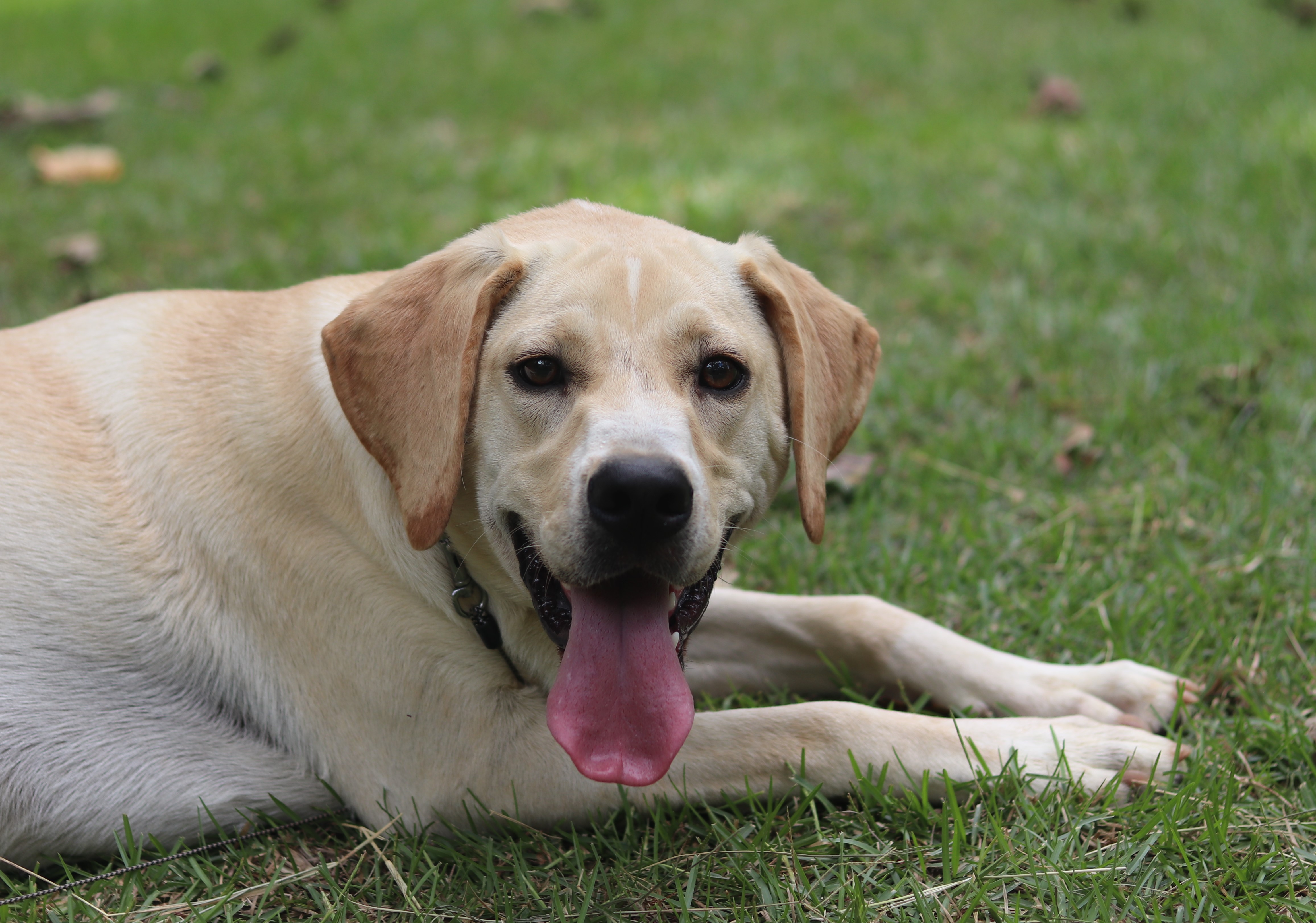 Enlarge Nilla, a Adopted mixed breed in Hayden, AL image 4/5