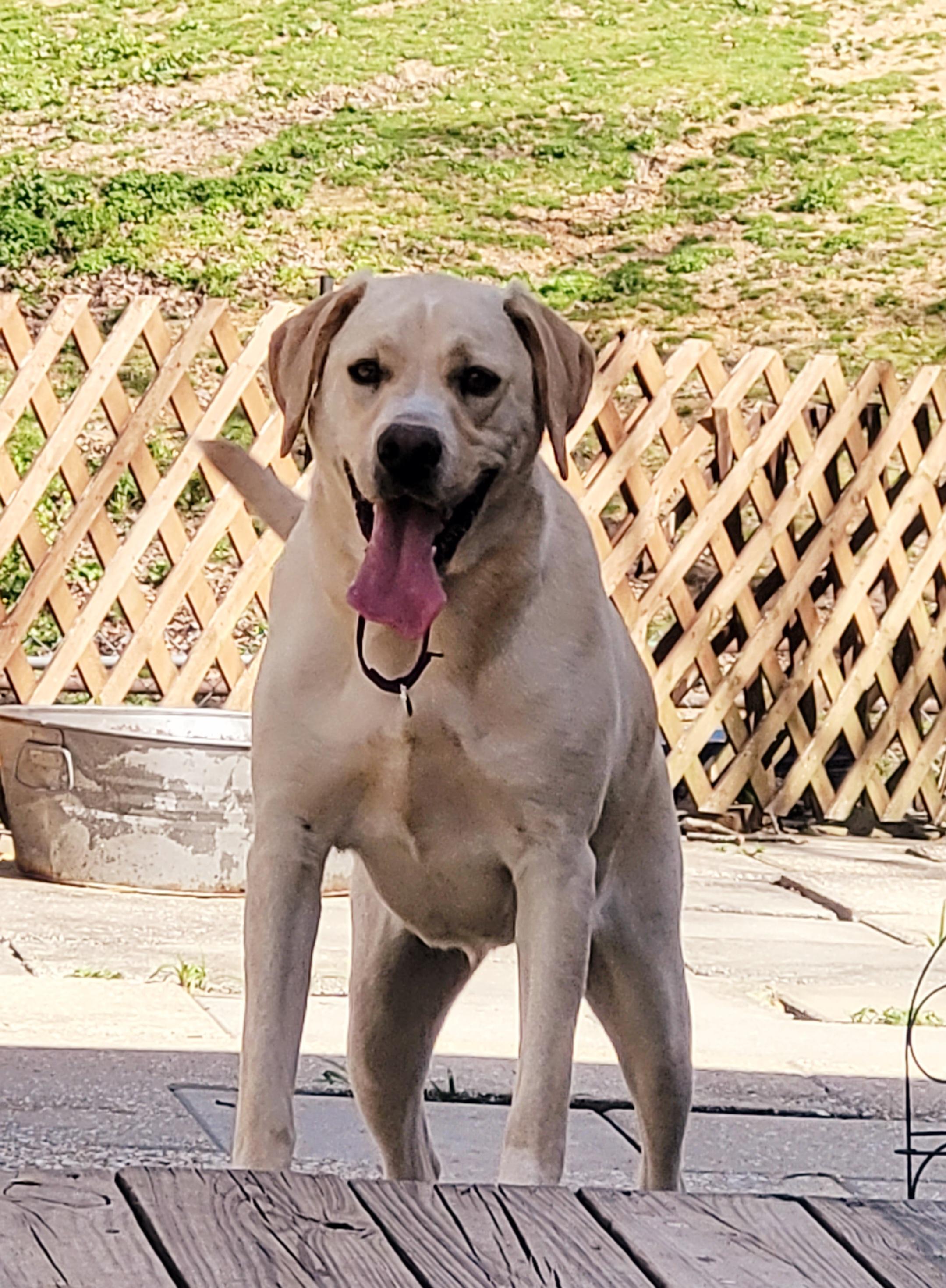 Enlarge Nilla, a Adopted mixed breed in Hayden, AL image 1/5