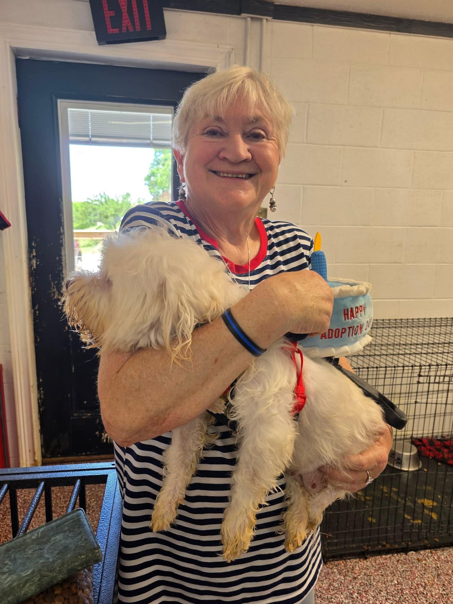 Jasmine, adopted, Adult Female Havanese.