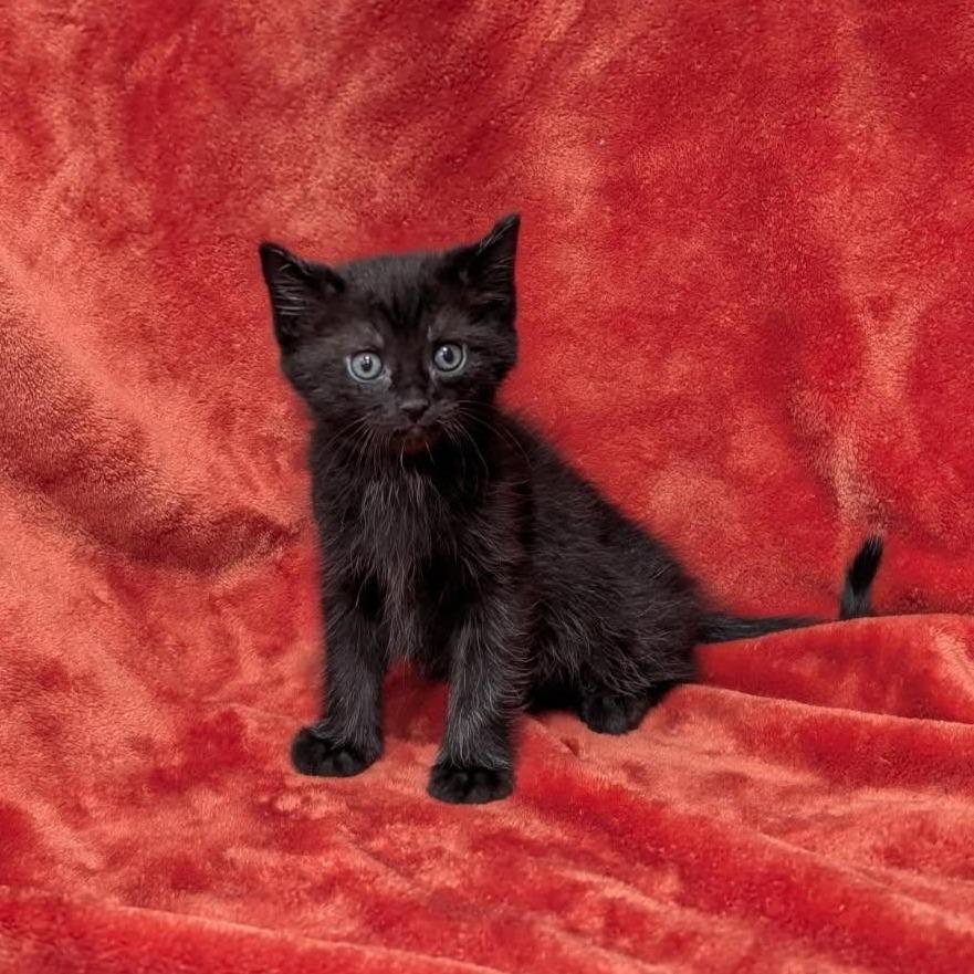 Puddin, Adoptable, Kitten Male American Shorthair.