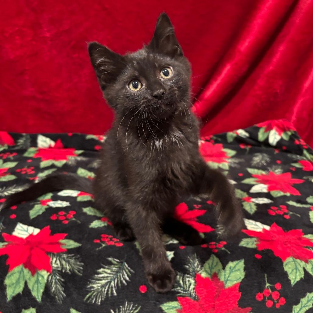 Enlarge Puddin, a Adoptable American Shorthair in Smithville, TN image 3/3