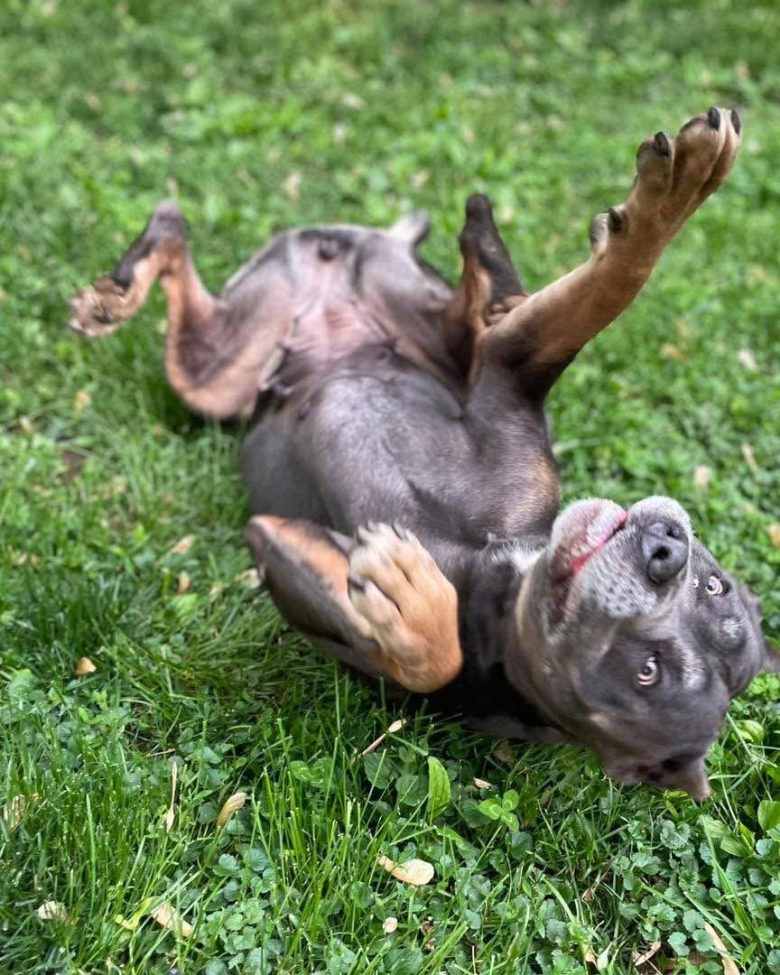 Beneli, a Adopted Cane Corso in Island Lake, IL image 1/3