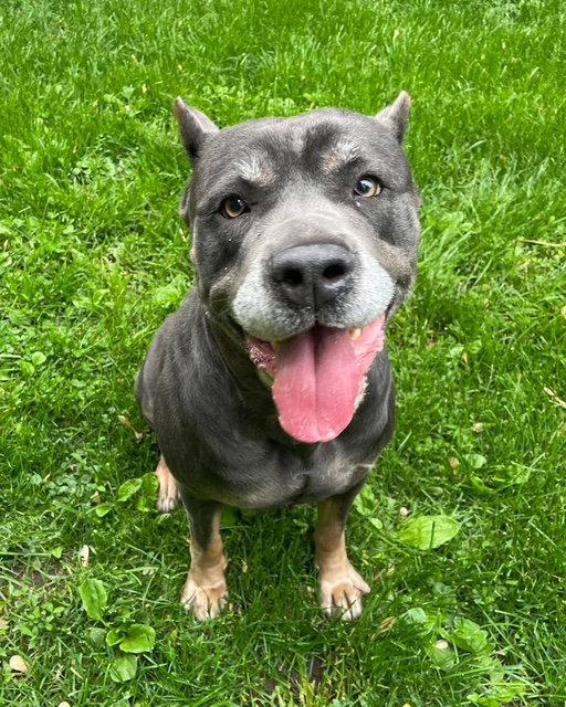 Beneli, a Adopted Cane Corso in Island Lake, IL image 2/3